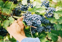 200-P_2A_home_Baccichetto_Rebe